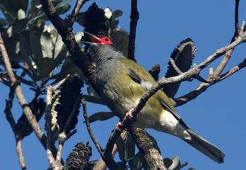 Figbird